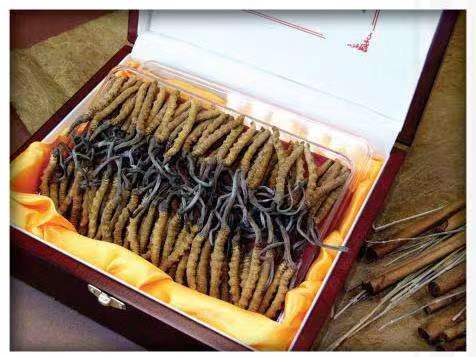 团风冬虫夏草回收